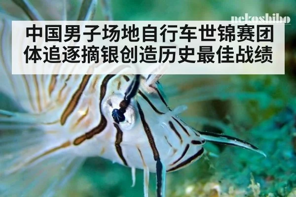 中国男子场地自行车世锦赛团体追逐摘银创造历史最佳战绩